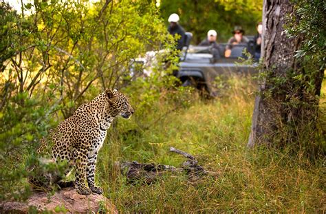 Why Are The Lodges In The Sabi Sand So Expensive Southern Destinations