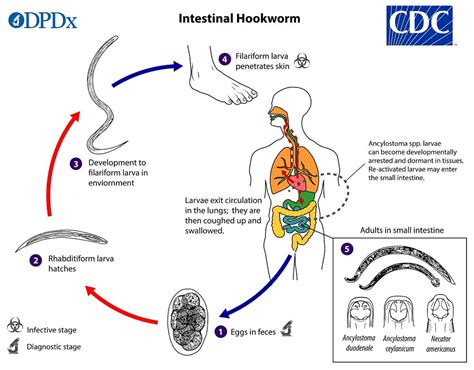 Ancylostoma Duodenale Morphology