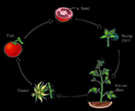 Tomato Life Cycle Illustration Used In Gr 4 6 Natural Scie Flickr