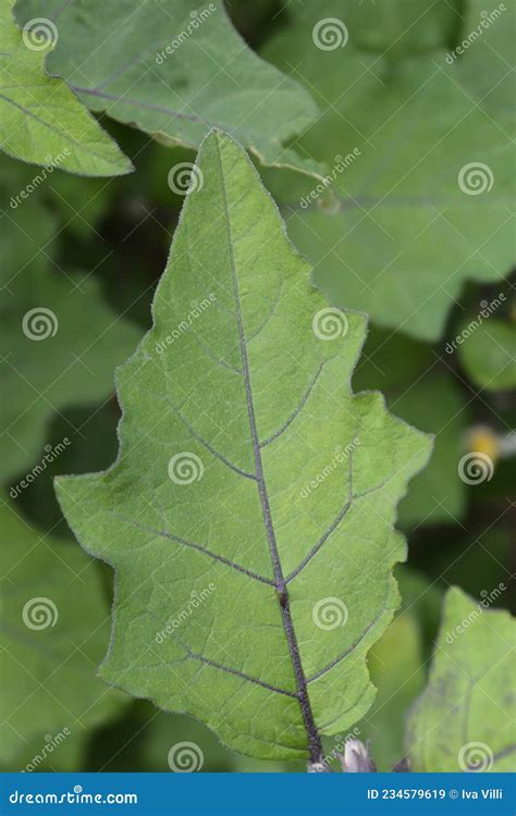 Bitter tomato stock image. Image of aethiopicum, scarlet - 234579619