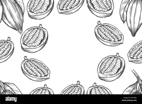 Cocoa bean tree design template. Engraved style illustration. Chocolate ...