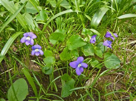 12 Native Plants Nc State Extension Publications