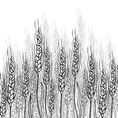Ilustración de Campo De Trigo Dibujado A Mano Fondo Con Trigo Cosecha ...