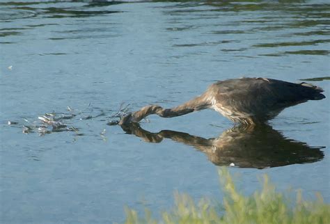 Patience Pays Off Photograph By Helen Worley Fine Art America