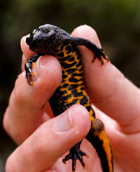 Crested Newt