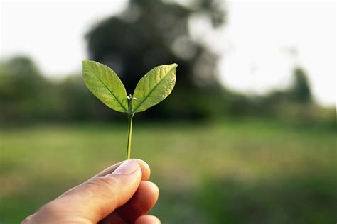 Holding Leaf In Hand 1269823 Stock Photo At Vecteezy