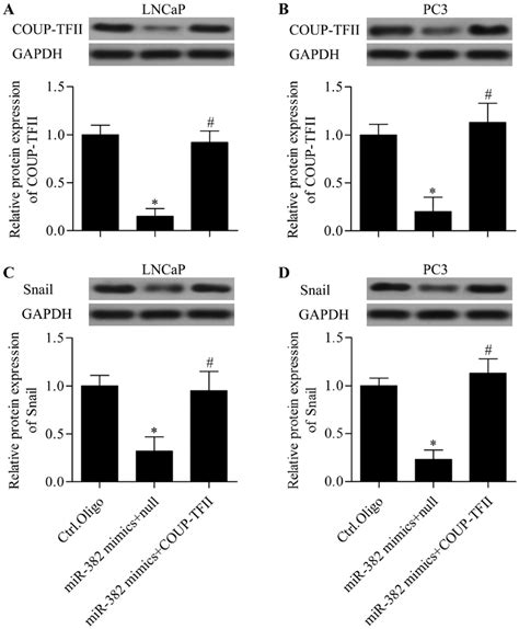 Restoration Of Coup Tfii Expression Prostate Cancer Cells Were