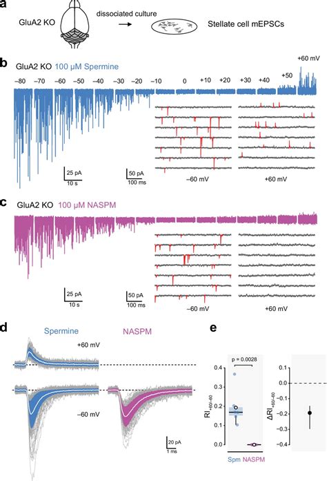 Figures And Data In Enhanced Functional Detection Of Synaptic Calcium