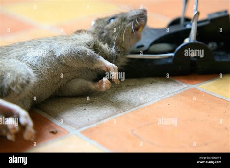 Dead Rat In A Trap Stock Photo Alamy