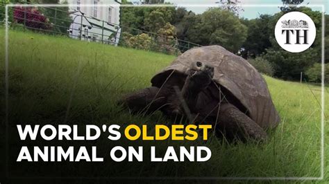 World's oldest animal on land | The Hindu - YouTube