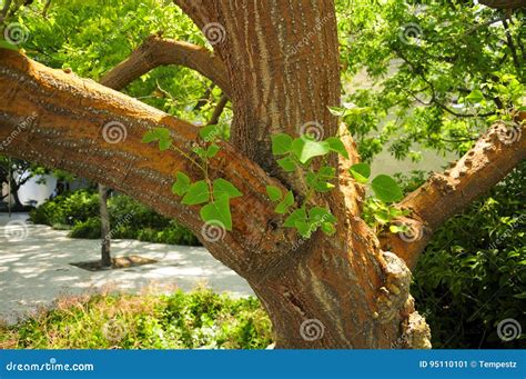 Naked Coral Tree Stock Image Image Of Erythrina Sunny 95110101
