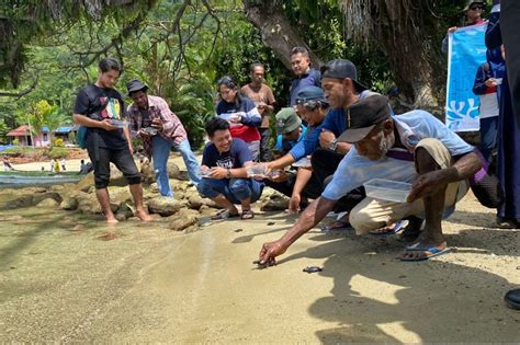 Begini Cara Bbksda Papua Peringati Hari Penyu Sedunia