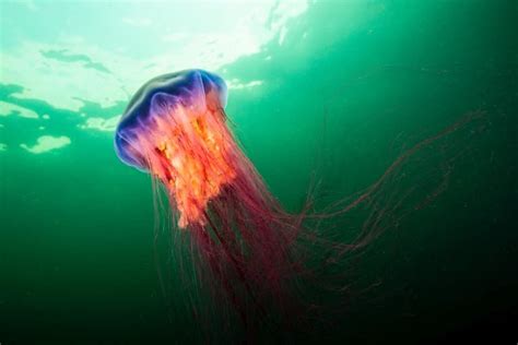 10 Lions Mane Jellyfish Facts Fact Animal