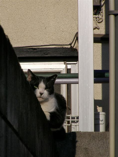 ブロック塀に猫 町猫 旅猫 猫は何処にでもいるよ