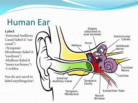 Ear Functions And Diagram Audition And Somatosensation