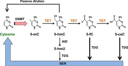 Pathways Of Cytosine Demethylation Mediated By Ten Eleven Translocation