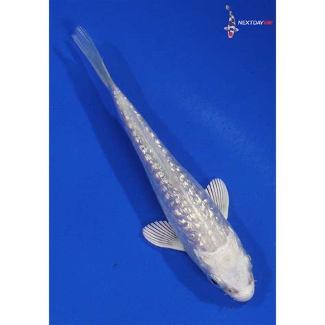 4 Imported Gin Rin Armor Scaled Platinum Ogon Koi Fish For Sale