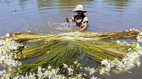 La Saison Des Fleurs De Nénuphar Extatiques Au Delta Du Mekong Vietnam