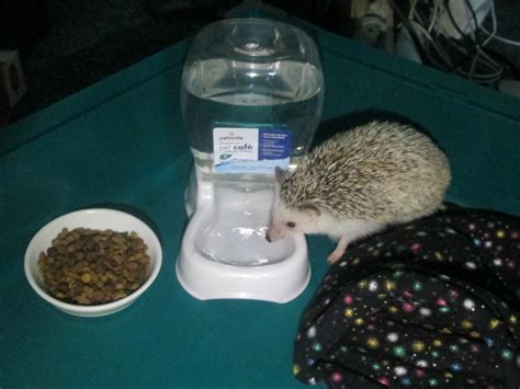 Pygmy Hedgehog Pet Must Have Items