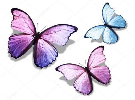 Nice Pictures Of Butterflies