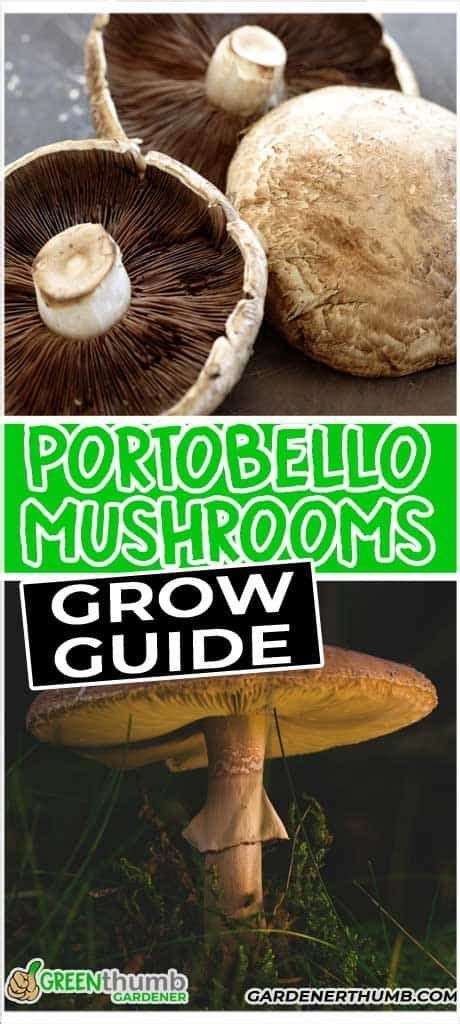 How To Grow Portobello Mushrooms The Easy Way Artofit