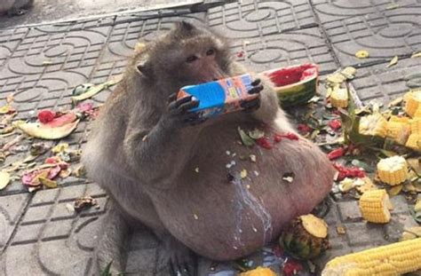 Morbidly obese monkey named 'Uncle Fat' goes on a diet