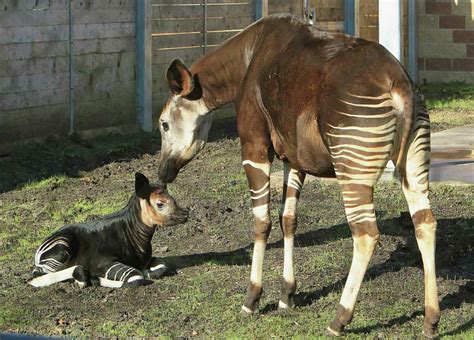 Houston Zoo's rare baby okapi is super cute half-giraffe, half-zebra