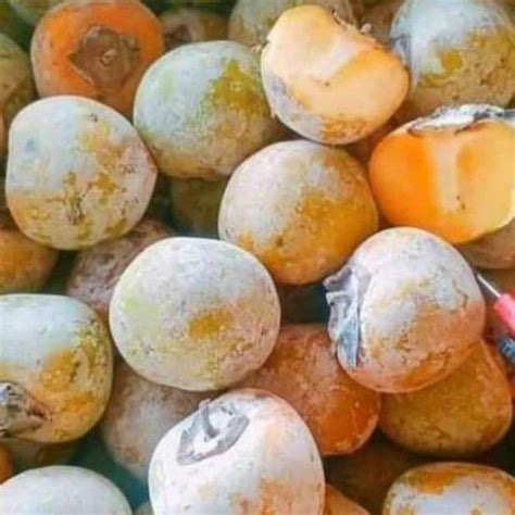 Jual Buah Kesemek Manis Buah Persimmon Buah Genit 1 Kg Fresh