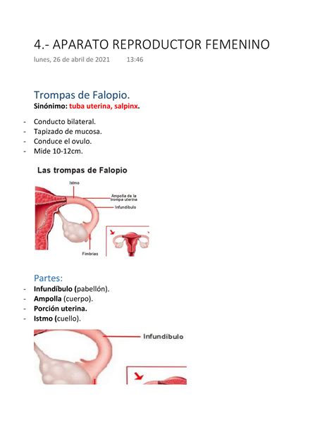 4 Aparato Reproductor Femenino Trompas De Falopio Sinónimo Tuba Uterina Salpinx Conducto