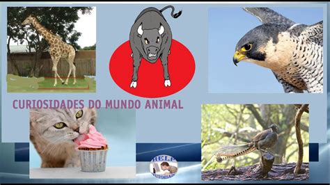 Curiosidades Sobre Animais Que Voc N O Sabia Fatos Interessantes