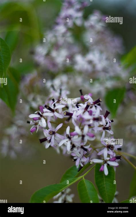 Australian White Cedar Flowers Melia Azedarach Stock Photo Alamy