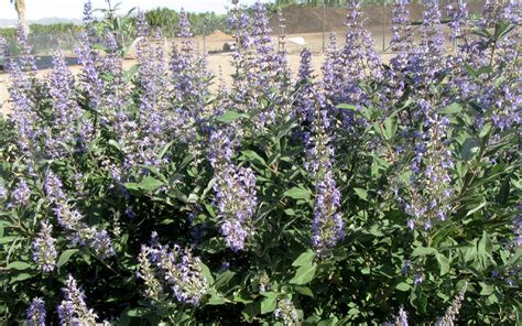 Buy Summertime Blues Chaste Tree Free Shipping 3 Gallon