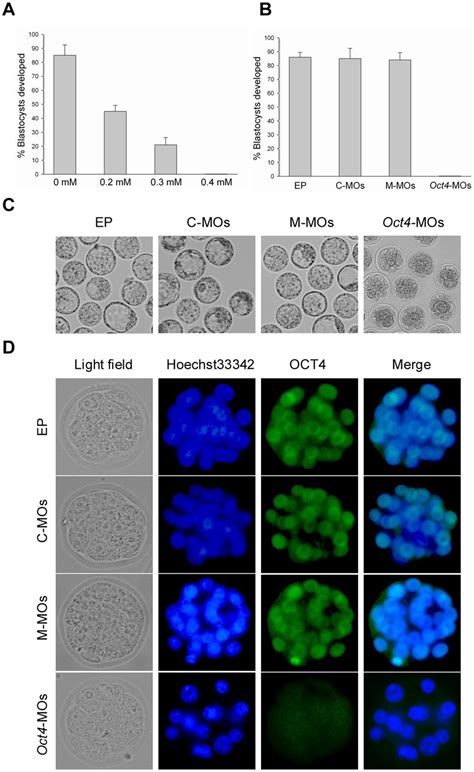 Effects Of Oct4 Targeting Morpholinos On Early Development A