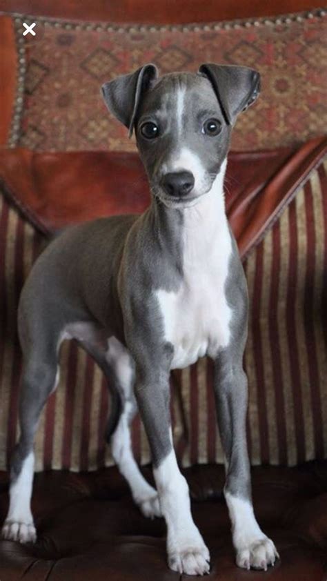 Italian Greyhound Puppies Grey Italian Greyhound Puppies In 2020