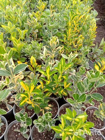 Декоративные кустарники и многолетние растения купить в Москве | Товары ...