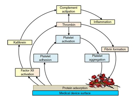 3 Schematic Of Thrombus Formation In Medical Devices Coagulation Is