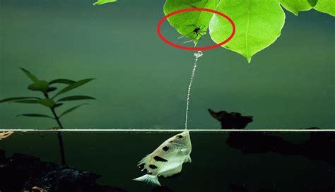 ca mang ro dung  nuoc ban roi  moi loai vat