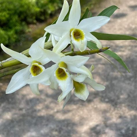 Blooming Dendrobium Heterocarpum Furniture Home Living Gardening