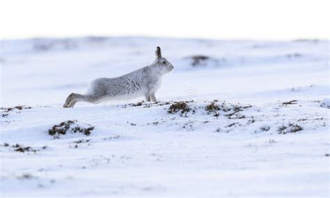 The Hardy Mountain Hare during Winter Stock Photo - Image of hare, coat: 109693192