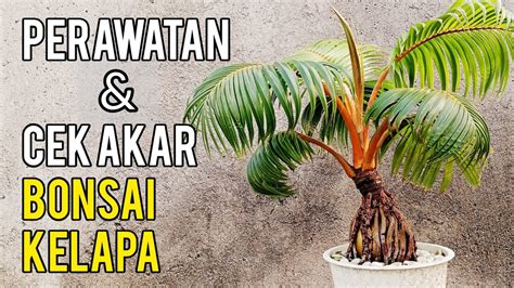 Perawatan Dan Cek Akar Bonsai Kelapa Bonsaikelapa Coconutbonsai