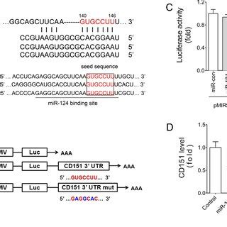 CD151 Was A Target Of MiR 124 A Sequence Alignment Between MiR 124