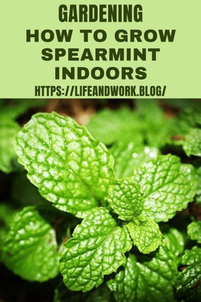 How To Grow Spearmint Indoors