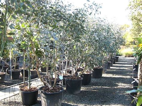 Buy Eucalyptus Pauciflora Subsp Debeuzevillei Architectural Plants