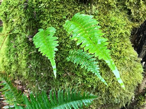 Licorice Fern Live Plant Etsy