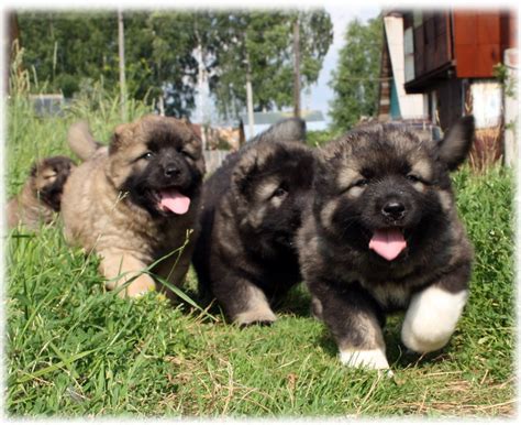 Caucasian Ovcharka Puppies : aww