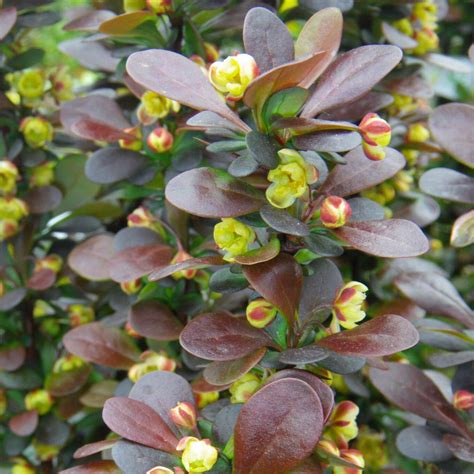 Rote Säulenberberitze Berberis Thunbergii Helmond Pillar Gelb