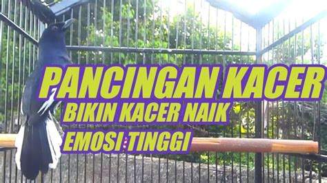 Terapi Pagi Kacer Ngeplong Bikin Naik Emosi Dan Birahi Kacer Tinggi