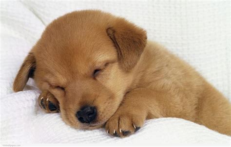 Cute Puppy Wallpaper HD - WallpaperSafari