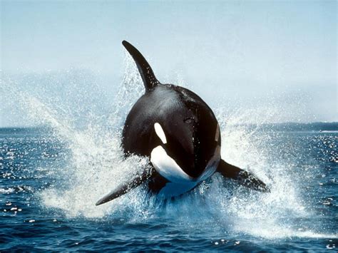 whale orca Wallpapers HD / Desktop and Mobile Backgrounds