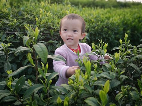 谷雨后丨古黟黑茶采茶忙 新闻动态 古黟黑茶 黄山市天方茶叶有限公司